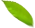 草莓视频在线下载APP网站渗滤液处理